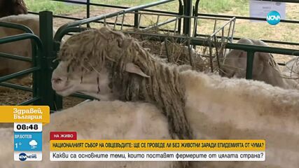 Започва Националният събор на овцевъдите в България