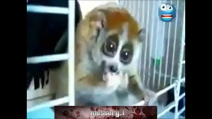 Мега сбор много смешни