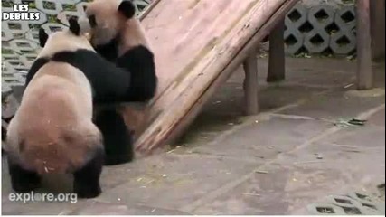 Панда иска да взема храната