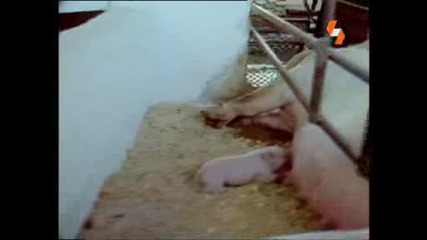 Енциклопедия на Животните - Прасе