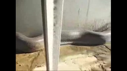 nameriha nai - dalgata zmia martva