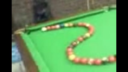 amazing snooker plant 2