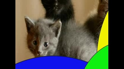 {}sweet Animals{}