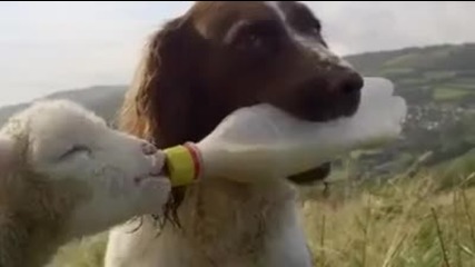 Куче помага в кърменето на малко агънце