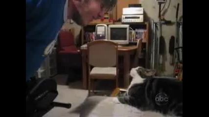 Котки - Видео 