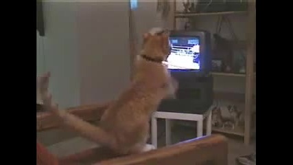 Котка гледа бокс и се учи!!!