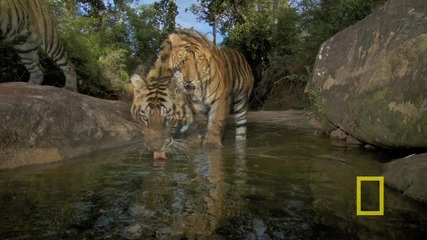 National Geographic Live! - Trapping Tigers
