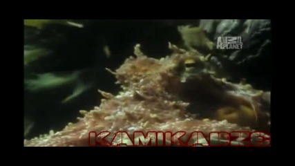 Top 10 Odd Animal Couples: Hermit Anemone 