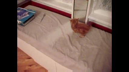 Коте се плаши от отражението си и пада от леглото 