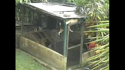 Funny dog - prison break 