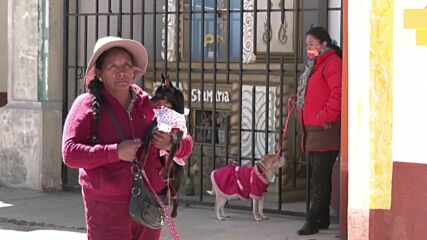 Кучета, облечени в най-елегантните си дрехи, получиха благословия в Боливия (ВИДЕО)