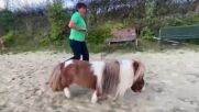 Вижте Пумукел – най-малкото пони в света (ВИДЕО)