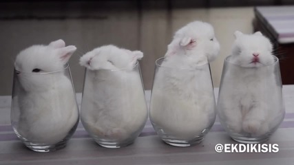 Малки зайчета спят в стъклени чаши