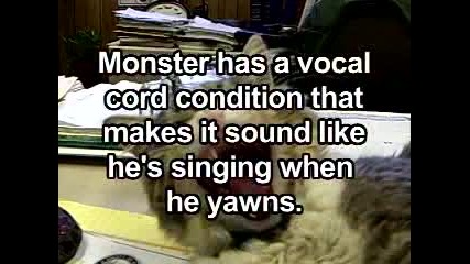 Пеещата Котка