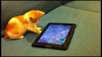 Коте срещу Ipad - Смяххх:))