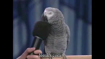 Изключително Умен Папагал