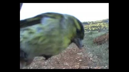 video de capturas - lov na ptici