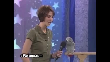 Много забавен папагал 