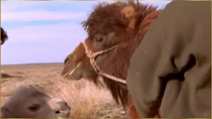 Родена с Плач - Историята на една камила