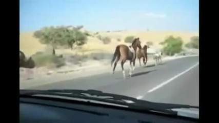 Кон се блъска в кола