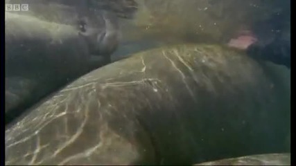 Bad Breath From the Gentle Sea Cow Manatee - Attenborough - Life of Mammals - Bbc 