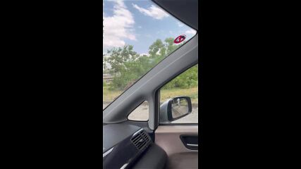 Паднало дърво в Пловдив