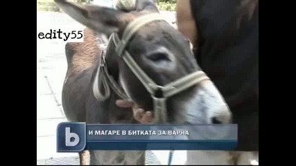 Ентусиасти издигат магаре за кмет във Варна