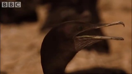 Bahrain Desert Birds - Bbc Planet Earth 