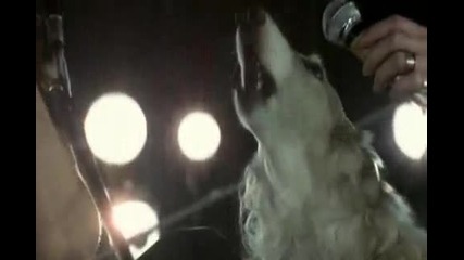 Куче пее по-добре от чалгаджийте /pink Floyd - Live At Pompeii 1972