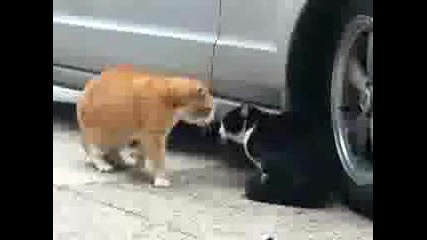 луди котки се карат