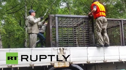 Русия: Изтощени мечки бяха изкарани от наводнения зоопарк в Усурийск