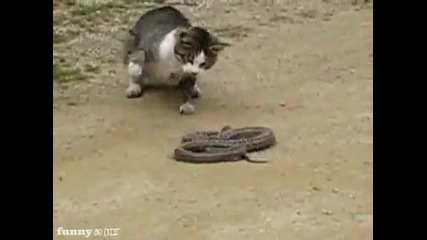 змия срещу котка, 