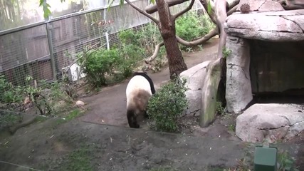 Мече панда в зоопарк. 
