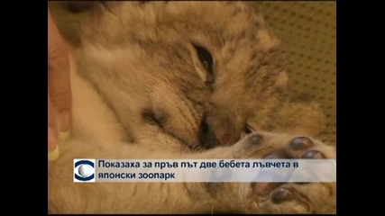 Показаха за първи път бебета лъвчета в японски зоопарк