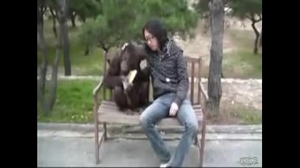 китаец краде чипс от орангутан 