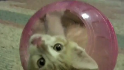 Смях с коте в топка