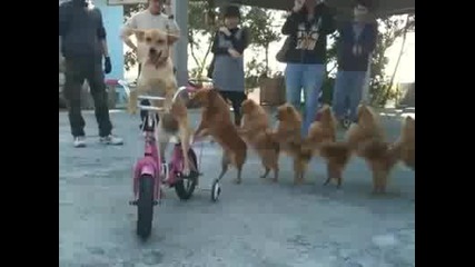 Такова Нещо Не Сте Виждали