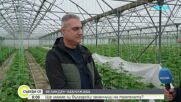 Ще има ли български зеленчуци на трапезата тази пролет