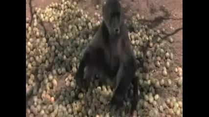 Смях ! Пияни Животни 