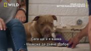 Да научиш кучето да спазва правилата | Сизър Милан: Добър стопанин - добро куче | NG Wild Bulgaria