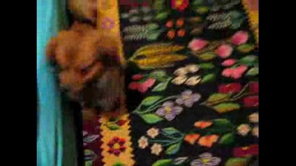 Kote.avi