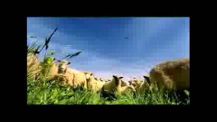 Овце срещу крави