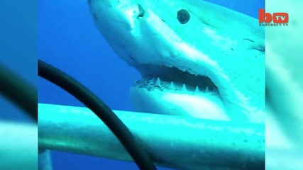 Най-голямата акула заснета някога - 7метра дължина!
