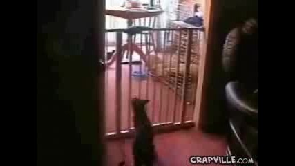 Луда котка