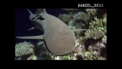 1 Част - Подводния Живот ( Интересно документално филмче )