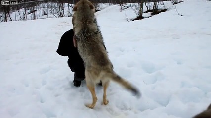 Кой каза, че не може да има приятелство между Вълк и Човек !?