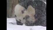 Пандата Бао Бао се наслаждава на първия сняг през живота си