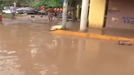 Крокодил броди из наводнените улици на Акапулко и всява смут сред хората