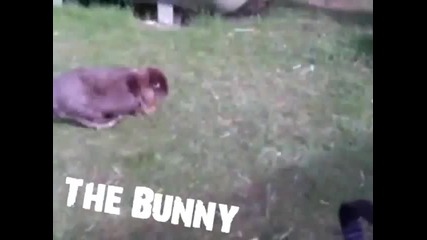 Css Best trixjumping in world