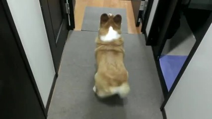 Bubble Butt Corgi Twerk